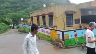 बस्सी: बांसखो कस्बे के ग्राम पंचायत में सुबह से ही बंदरों का आतंक आने जाने वाले श्रद्धालुओं को हुई परेशानी बंदरों के आतंक से