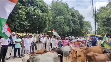 कोंडागांव: कांग्रेस का गौ सत्याग्रह कोंडागांव में घेरा SDM कार्यालय मवेशियों को लेकर पहुंचे ऑफिस।