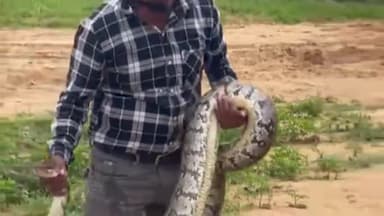 पुष्कर: बूढ़ा पुष्कर गांव स्थित पुष्कर नर्सरी में पकड़ा 12 फीट लंबा अजगर सांप, कोबरा टीम के संस्थापक सुखदेव भट्ट ने किया रेस्क्य