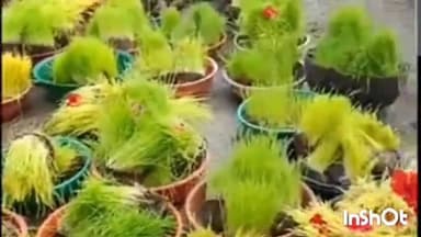 गुलाबगंज: गुलाबगंज महिलाओं ने सिर पर भुजरियों रखकर गाएं पारंपरिक गीत