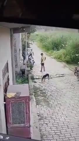 कानपुर: पनकी में लाइसेंसी रिवाल्वर से कुत्ते को मारी थी गोली, वीडियो वायरल होने पर पुलिस ने की कार्रवाई, देखें वीडियो