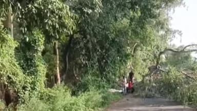 जगाधरी: बिलासपुर कालाआम मार्ग पर पेड़ गिरने से मोटरसाइकिल सवार दो युवक हुए घायल अस्पताल में कराया भर्ती