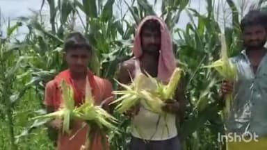 नावकोठी: नावकोठी के विभिन्न पंचायतों में मक्का के बाली में दाना नहीं होने से किसान परेशान किसानों ने मुआवजे का किया मांग