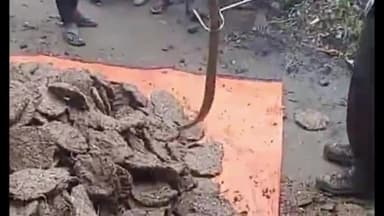 बिहिया: सदासी टोला गांव में विषैले सांप के काटने से महिला की मौत, वन विभाग के कर्मियों ने रेस्क्यू कर विषैले सांप को पकड़ा