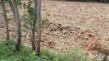 बिजनौर: मंडावर क्षेत्र में इनामपुरा मार्ग गुलदार दिखाई देने से मचा हड़कंप स्कूल बस ड्राइवर ने बनाई वीडियो