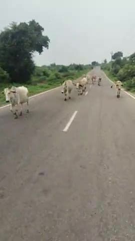 #Deep Nagar patehra# ka bich ka# #jungle@