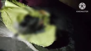 पाली: कस्बा पाली के पंडयाना वार्ड निवासी एक युवक के घर में मिला राष्ट्रीय पक्षी मोर का मांस एवं पंख आदि, मुकदमा दर्ज