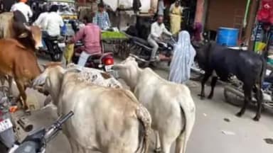 बदनावर: आवारा पशुओ को पकड़ने के लिए,एसडीएम ने निकाय को दिए निर्देश,पकड़े गए पशुओ के मालिकों से, ,5 हजार का वसूलेंगे जुर्माना।