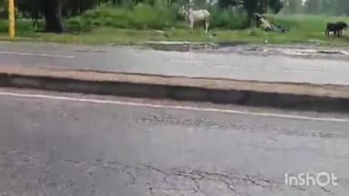 बिजनौर: गांव अम्हेड़ा में सड़क किनारे गुलदार ने गोवंश का किया शिकार लोगों का शोर सुनकर भागा गुलदार