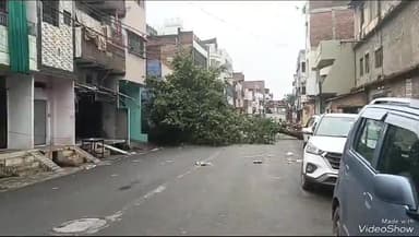 मिर्ज़ापुर: गणेशगंज-भैसहिया टोला मार्ग पर गिरा विशाल पाकड़ का पेड़, आवागमन हुआ बाधित