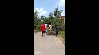 मंझनपुर: गोराजू टावर के पास सड़क पर गिरा विशाल पेड़, आवाजाही हुई बंद