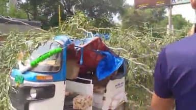 कानपुर: किदवई नगर में यूके लिप्टिस का पेड़ ई—रिक्शा—ऑटो पर गिरा, दोनों की बची जान