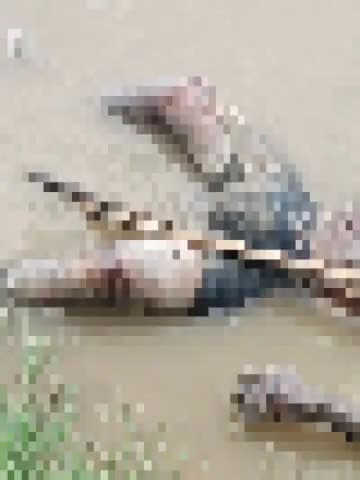 बीसलपुर: देवहा नदी के पानी में वहकर आये एक अधेड़ व्यक्ति के शव को निकलवा कर पुलिस ने पोस्टमार्टम को भेजा