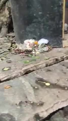 मिर्ज़ापुर: डंकीनगंज चौकी के पास बिजली के तार के सहारे लटके पीपल की डाली को नगर पालिका अध्यक्ष ने कटवाया, खतरा टला