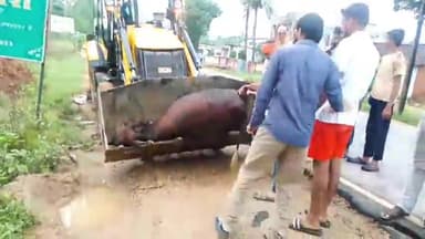 सिमडेगा: अज्ञात वाहन की चपेट में आने से सिमडेगा खैरनटोली में चार मवेशियों की हुई मौत, युवाओं ने कराया अंतिम संस्कार