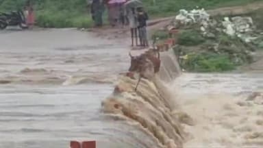 जोबट: अलीराजपुर रक्सा नदी पर बारिश के उफनते पानी को पार करते वक्त एक गाय तेज़ बहाव बह गई