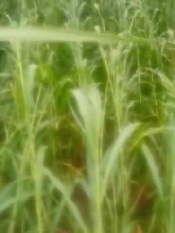 गडरा रोड के सिमावर्त गांव में भारी बारिश के कारण किसानों कि फसलें हूई चोपट
