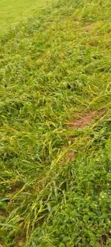 खमेरा के पास महापुरा गड़ा  मे मक्के की फसल बर्बाद हो गई आज रात आए तेज हवा के कर्ण