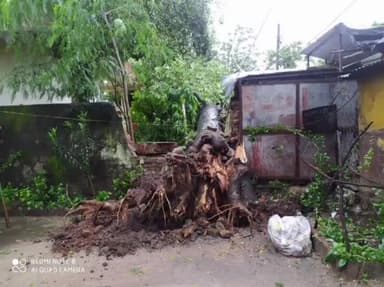 जोबट: अलीराजपुर आम्बुआ में जोबट तिराहे पर विशाल पेड़ धराशायी, स्टेट समय के कुएं की मुंडेर धंसी