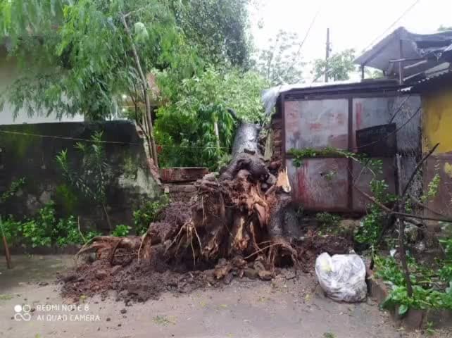 जोबट: अलीराजपुर आम्बुआ में जोबट तिराहे पर विशाल पेड़ धराशायी, स्टेट समय के कुएं की मुंडेर धंसी