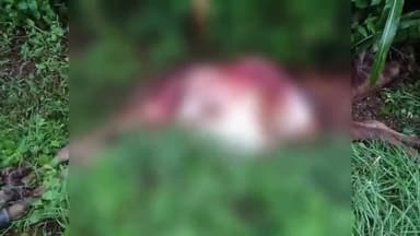 प्रभात पट्टन: ग्राम चिल्हाटी में बीती रात जंगली जानवर ने एक गाय के बछड़े का  किया शिकार। क्षेत्र में फैली दहशत।