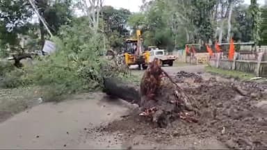 शाजापुर: शाजापुर में गांधी हाल के पास धराशाई हुआ बबूल का विशालकाय पेड़, इलाके की बिजली हुई गुल, रहवासी परेशान