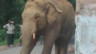 कटकमदाग: हजारीबाग के टाटीझरिया के 17 माईल स्थित होटल में घुसा जंगली हाथी, मचाया उत्पात।