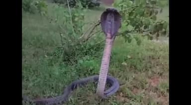 शाहनगर: शाहनगर थाना क्षेत्र अंतर्गतआवासीय घर में ब्लैक कोबरा नांग मिलने से मचा हड़कंप, सर्पमित्र ने रेस्क्यू कर छोड़ा जंगल में