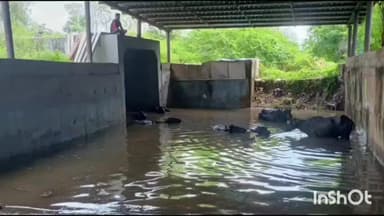 गुना नगर: पानी भरने से बंद हुआ बांसखेड़ी रेलवे अंडर ब्रिज भैंसों का बना स्विमिंग पूल, परेशान लोग रेलवे पटरी पर कर निकल रहे