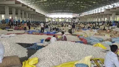 मंदसौर: मंदसौर लालघाटी स्थित कृषि उपज मंडी में लहसुन की हुई बंपर आवक वाहनों की पीछे मंडी के लगी लंबी कतारे