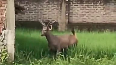 रोहतास: बंजारी के समीप खेत मे सांभर दिखने से ग्रामीणों में मचा हड़कंप,रेस्क्यू के दौरान सांभर की ह्रदय गति रुकने से हुई मौत