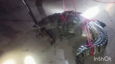 मड़िहान: संत नगर थाना क्षेत्र के कन्हईपुर गांव में रात को दिखा मगरमच्छ मचा हड़कंप वन विभाग की टीम रेस्क्यू कर पकड़ा तो मिली राहत