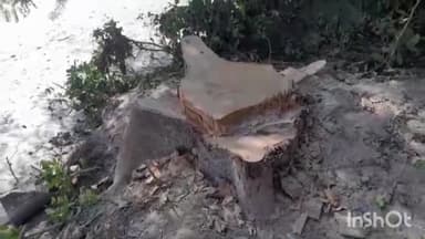 निघासन: दक्षिण वन रेंज के लाल बोझी गांव में लकड़ कट्टो ने हरे भरे पेड़ों पर चलाए हर ग्रामीणों ने वीडियो किया वायरल