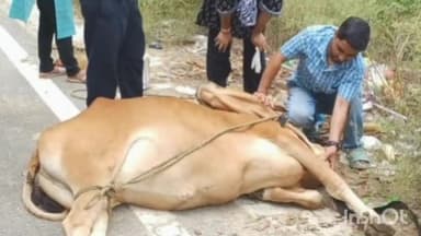 कोश्याकुटौली: गंगरकोट क्षेत्र में गुलदार के हमले में गंभीर रूप से घायल पशु का भीमताल से पहुंची टीम ने किया उपचार, हालत सामान्य