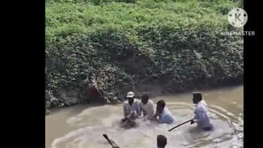 ललितपुर: वन विभाग और ग्रामीणों ने मिर्चवारा स्थित नाले से कड़ी मशक्कत के बाद पकड़ा विशालकाय मगरमच्छ, वीडियो हुआ वायरल