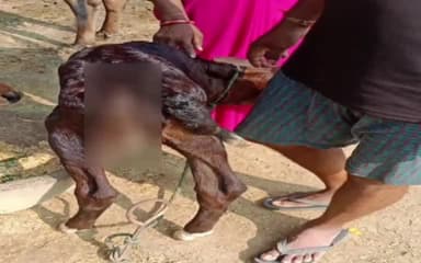 लंभुआ: हरिहरपुर में दो युवकों ने किया गोवंश के साथ कुकर्म,गौ रक्षा वाहिनी के हस्तक्षेप के बाद दर्ज हुआ केस