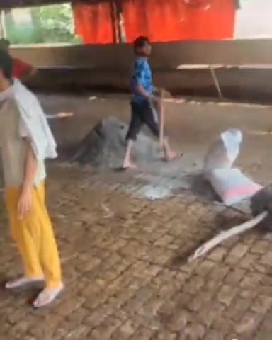 जगाधरी: दामला गौशाला में मर रही गाय को लेकर के गौ रक्षक आए सामने चलाया सफाई अभियान बोले नहीं देंगे कोई भी गाय को मारने