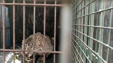 रामपुर: जौहर यूनिवर्सिटी के निकट से वन विभाग ने पिंजरा लगाकर तेंदुआ पकड़ा