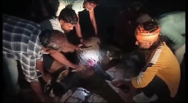 शाहनगर: शाहनगर पेट्रोल पंप के समीप सर्पमित्र वा गौ सेवको ने घायल गौ वंश को दर्द से तडपता देखकर कराया उपचार