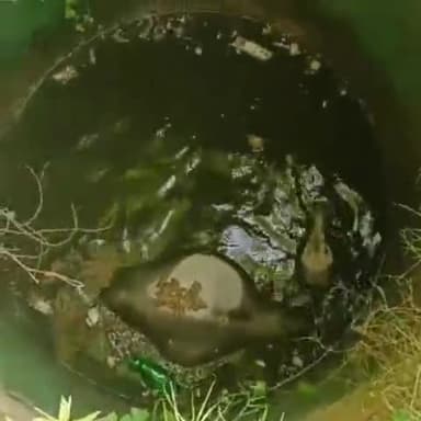 तिलहर: मीरानपुर कटरा थाना क्षेत्र के गांव फीलनगर  के निकट कुएं में गिरे गोवंश को जेसीबी मशीन की मदद से सुरक्षित बाहर निकाला गया