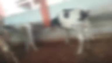 जलेसर: जलेसर तहसील क्षेत्र के निधौली चौराहा स्थित गौशाला में गोवंशो का बुरा हाल मृत पड़े गोवश वीडियो आया सामने।