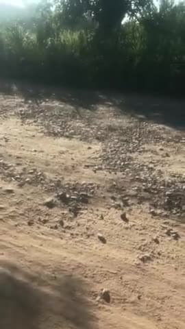 शिवपुर: शिवपुर - बेहड़ा को जोड़ने वाली सड़क की हालत सालों से खराब , लोगों को करना पड़ता है कई समस्याओं का सामना #महसी