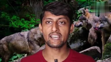 बहराइच महसी में बचे हुए भेड़िया को जल्द से जल्द पकड़ना चाहिए