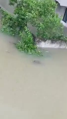 गुजरात मे भारी बरसात में नदी से बाहर आया मगर