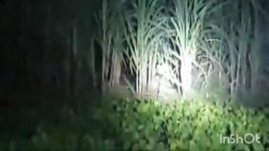 निघासन: लुधौरी वन रेंज के जोखी पुरवा गांव के पास ग्रामीणों को गन्ने के खेत में दिखाई दिया तेंदुआ वीडियो का वायरल