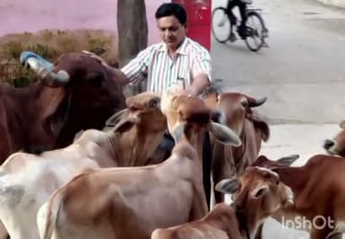 खातेगांव: खातेगांव नगर में  लगातार 2920 दिन से गौ माता की अनुठी सेवा