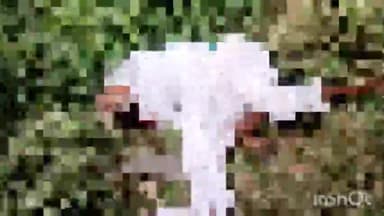 लखीमपुर: सुन्द्रवल रोड पर हकीम पुरवा गांव के पास साइकिल सवार को तेज रफ्तार पिकअप ने रौंदा साइकिल सवार की मौके पर ही मौत