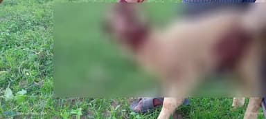 लंभुआ: मुरारचक के सीवान गांव में भेड़ पर सियार ने किया हमला, ग्रामीणों में भय व्याप्त