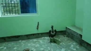 हज़ारीबाग: बांग्लादेश से आए गिद्ध को किया गया आज रिलीज , पूरी तरह है सुरक्षित , वजन भी 2 kg बड़ा