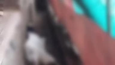 मंदसौर: ग्राम बदाखेड़ी में कुत्तों के आतंक से डेढ़ माह में 50 से अधिक बकरियों की मौत देर रात को भी 2 बकरियों को बनाया निशाना